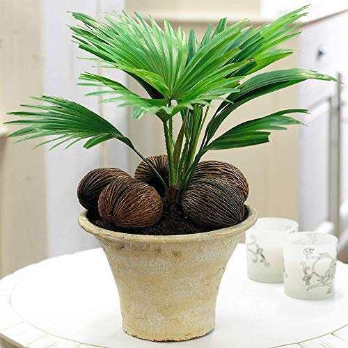 Plante tropicale Cadeau pour la Maison ou le Bureau - Palmier Livistona Plante d'intérieur 12cm