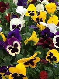 Miscela di semi per lettiera invernale che potresti ricevere semi di viola, viola del pensiero, viola del pensiero, primula, primula, semi di bellies