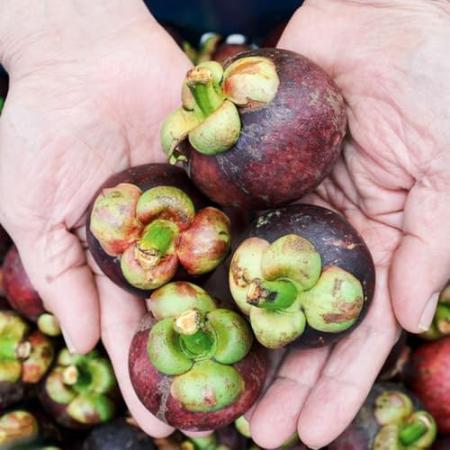 semi di mangostano, da frutto colonnari esotico frutto colonnare da colonnari mangostano vecchie varietà nani, resistenti raro frutteto balcone comprare 16pcs