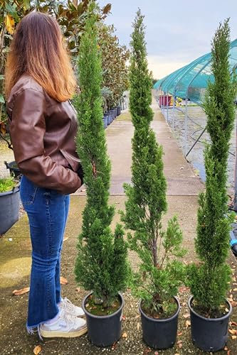 POWERS TO FLOWERS - CIPRESSO A PIRAMIDE DA VIALE, CIPRESSO TOSCANO, VASO 20CM DIAMETRO, ALTEZZA MINIMA 150cm, 3 PIANTE, piante vere