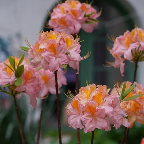 semillas de rododendro, azalea resistente, balcón perennes, 250pcs