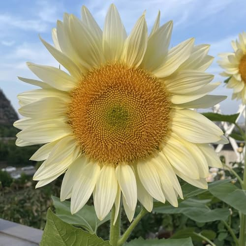 semillas de girasol perennes resistentes - exóticas jardín 60pcs