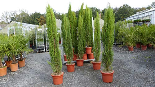 gruenwaren jakubik 5x Totem 190-220 cm Toskana Zypresse Mittelmeerzypresse Säule winterhart