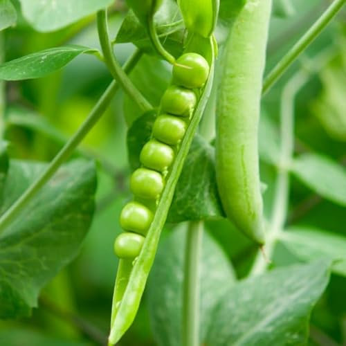Open-Pollinated Pea: Kelvedon Wonder Seed. Grow Your Own, Perfect for Any Garden! Grown with Love. Ready to Plant. Certified Organic, Non-GMO Vegetable Seed