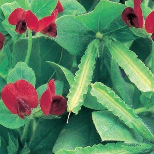 Asparagus Pea Seeds - Unusual Attractive Vegetable Easy to Grow! Finest Seeds