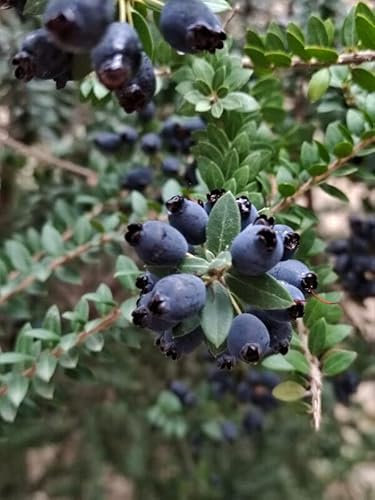 Myrtus communis seeds subsp. Tarentina common real myrtle –