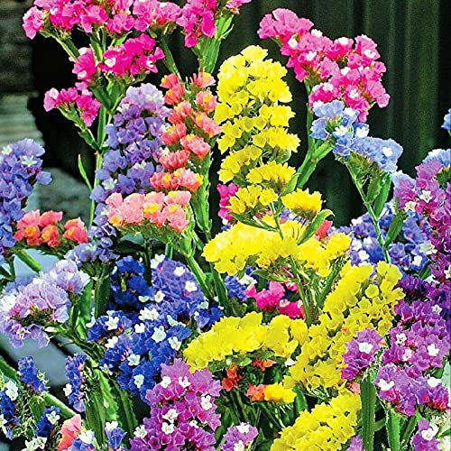 50 Pièces/Sac Graines De Limonium Sinense Vivaces Aménagement Paysager Portable Aromatique Ornemental Statice Graines De Fleurs Pour Parc Plante Jardin Graines Graines de limonium sinense
