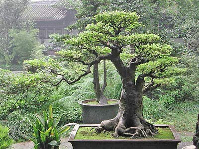 () Sacro Buddha Fig Tree 10, 20, 30, 40 semi (Heirloom Non GMO)