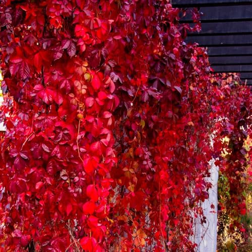 Jungfernrebe wilder wein samen - pflanzen wand, balkon deko wilder wein kletterpflanzen samen, luftreinigende zimmerpflanzen bonsai samen, winterharte kübelpflanzen wohnzimmer deko, 450pcs