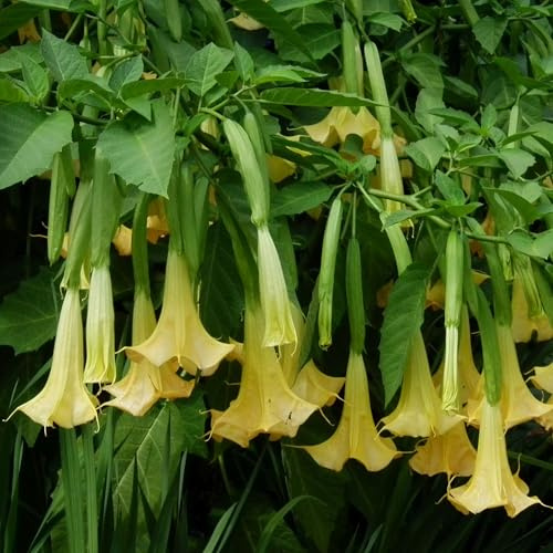 Vivai le Georgiche - Pianta vera di Brugmansia arborea Giallo Datura arborea, Stramonio arboreo Tromba d'angelo - vaso Ø 17 cm - altezza alla vendita 30-40 cm