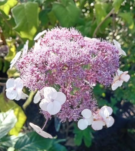 Hortensia de terciopelo Hydrangea macrophylla aspera Hortensia caducifolia 100-125 cm