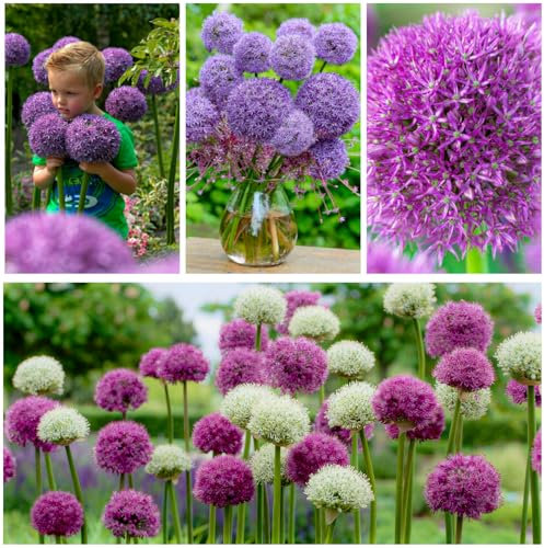 Allium Super Collection - 15 oignons vivaces rustiques - Mélange d'oignons ornementaux géants - Bulbes de fleurs parfumés de Hollande pour le jardin, pot (Sans graines - Non artificiel)