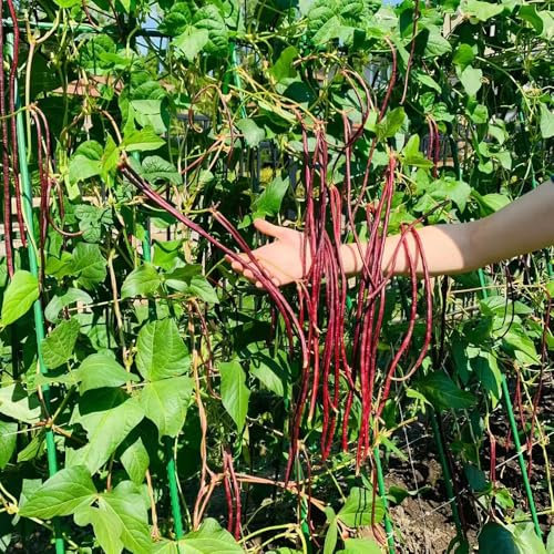 Semi di fagioli al metro Piante rampicanti biologiche semi di fagioli metro Fagiolo dall'occhio piante da per decorazioni murali Semina erbe aromatiche tetti verdi Serie rara 100pcs
