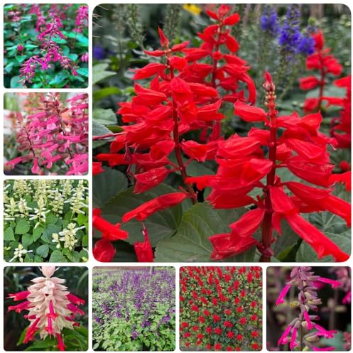 Semi di salvia antincendio, per esterno Salvia splendens, semi di campo decorazione del giardino per esterno da balcone 500pcs
