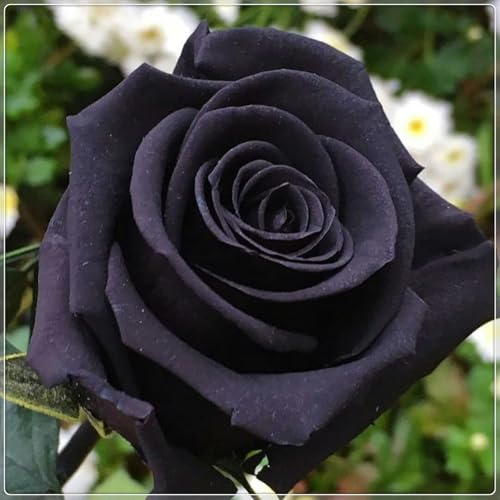 Tuberi di rose, aroma affascinante, rose viola, profumate, resistenti all'inverno, perenni, rizoma di rosa, grazia, mix rosa, decorazione da giardino, rose resistenti all'inverno
