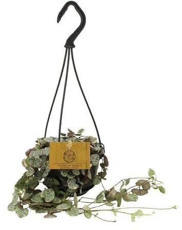 Ceropegia Woodii Variegata, diamètre : 11 cm, 15 cm