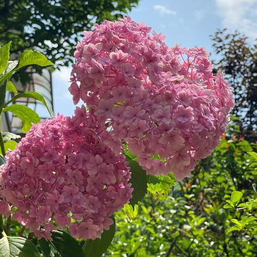 hortensia trepadoras semillas de perennes de interior jardín del balcón silvestres bonsái semillas exóticas jardín perennes 150pcs