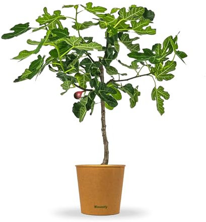 Bloomify® Feigenbaum Flavio | 90 bis 120 cm großer winterharter Feigenbaum | ertragreiche und pflegeleichte Feige für Garten oder Topf | besonders süße, leckere Früchte