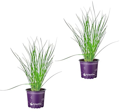 Schnittknoblauch Allium-hybride Kräuterpflanzen 2er-Set