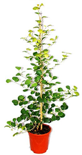fico nespolo - Ficus deltoidea - vaso 17cm - altezza ca. 80cm