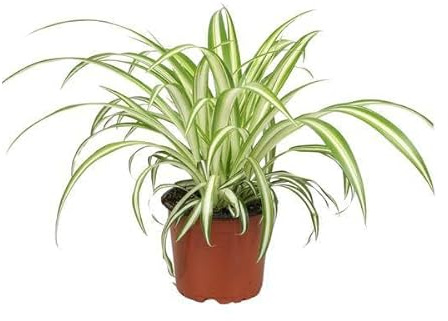 Grünlilie Chlorophytum – Ø12cm – 20–25cm hoch – Pflegeleichte Zimmerpflanze – Luftreinigend & haustierfreundlich für Wohnraum Büro & Schlafzimmer