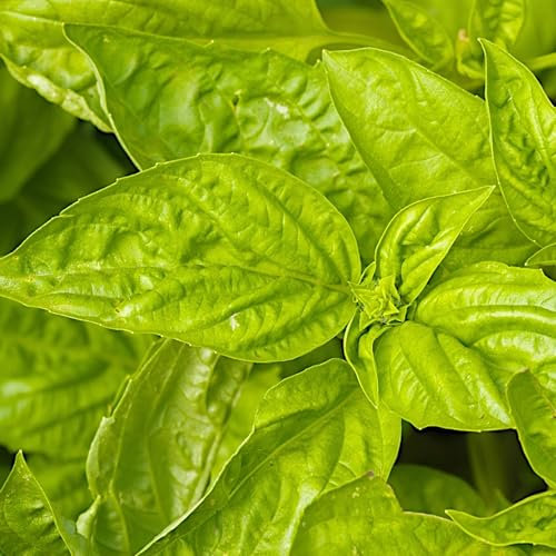 PlantiCo Semi di lattuga basilico 1 g Semi di ortaggi robusti Semi di ortaggi Semi di coltivazione Semi di ortaggi in serra
