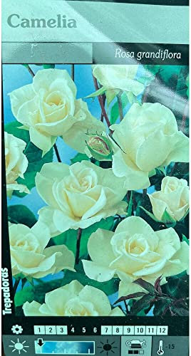 Garden Center Shop | Rosal Trepador Camelia M20 180 cm Blanco | Planta Rosales de Flor Grande | Ideal Jardín, Pergolas y Vallas | Floración Abundante | flor gorda