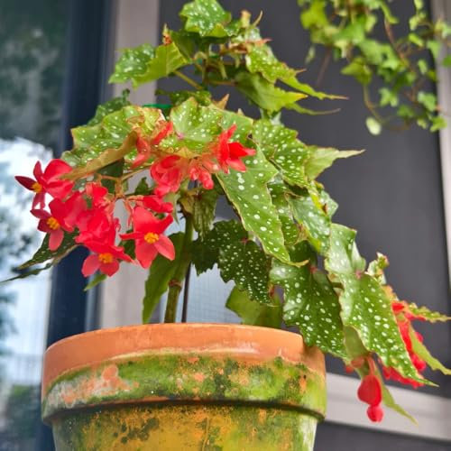 Forellenbegonie Pflanze Samen - zimmer pflanze Begonia maculata, winterfeste pflanzen für balkon bonsai samen pflanzen garten pflanzen samen luftreinigende zimmerpflanzen büropflanzen, 80pcs