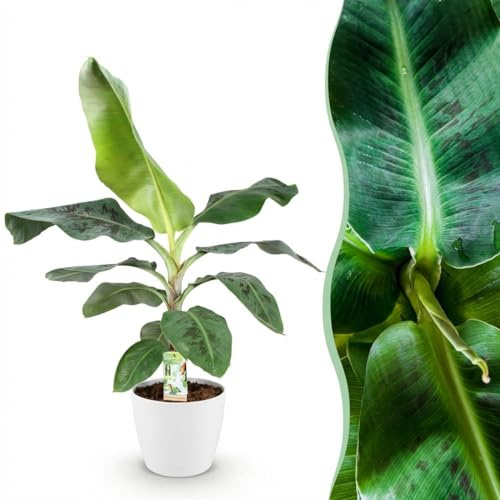 Musa acuminata Dwarf Cavendish - Pianta di banano - Bassa manutenzione - Verde - con potter bianco - 70-75cm - Ø21cm - Pianta d'appartamento - Set completo - Pianta con vaso