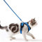 Katzengeschirr mit Leine Ausbruchsicher Katzenleine Set Verstellbar weich Kätzchenweste mit Reflektierenden Streifen Brustgeschirr für kleine Kitten (Blau, XS)