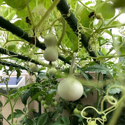 calabaza de botella, calabaza - variedades raras de antiguos semillas balcón invernadero Comprar hortalizas invierno Cultivo trepadoras semillas hortalizas 180semillas