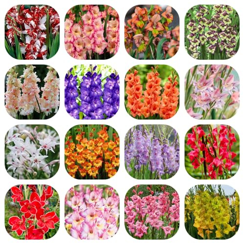 bulbi di gladioli resistenti, balcone Decorazione rare 10pcs