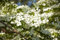 Cornus florida 60-80 cm - Blumen-Hartriegel, weiße Blüten, Blütezeit April-Juni, ideal für Rabatten, bienenfreundlich, winterhart