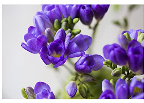 10x Freesia Double Blue Summer Flowering Bulbs Colourful Garden Plant Corms Wedding Fragrant Cut Flowers Size 5/6