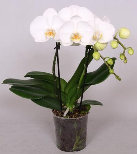 POWERS TO FLOWERS - ORCHIDEA PHALAENOPSIS A FIORE GRANDE, BIANCA, A 2STELI COMPATTA, Pianta Vera