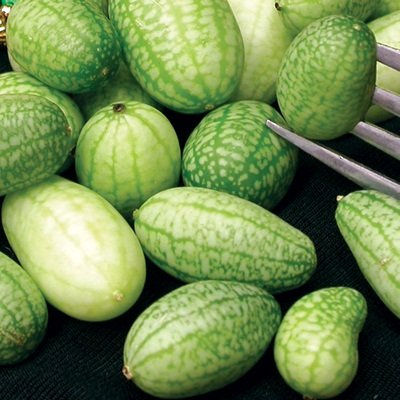 50 Semi di messicani Cetrioli Sour Cetrioli
