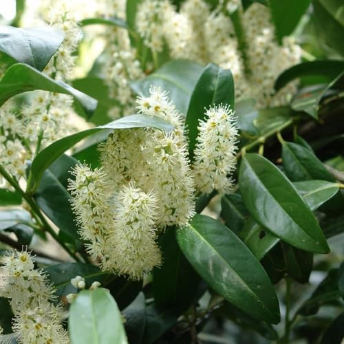 200 piezas semillas de laurel - semillas balcón del jardin Las de jardín son resistentes laurel cereza, jardín