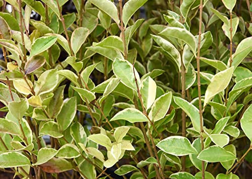 Golden Privet Hedging Ligustrum ovalifolium 'Aureum' Evergreen Hardy Shrub White Easy to Grow Hedge 1 x 3.5 Litre Potted Plant by Thompson and Morgan