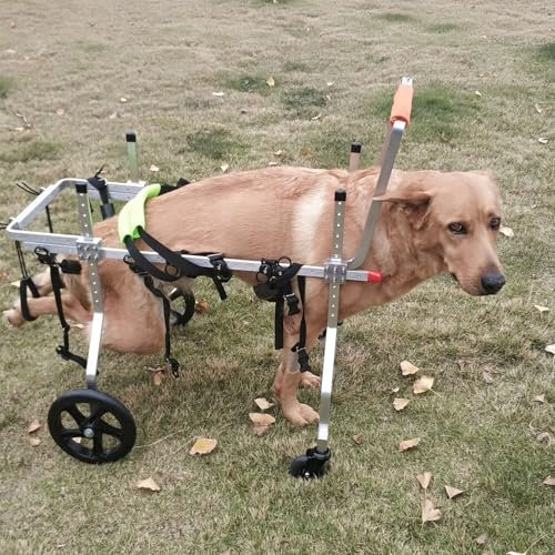 Hunderollstuhl Hunderollstuhl mit Voller Unterstützung, 4 Räder, Mittelgroß, Mobilitätshilfen für Haustiere mit Griff Und Geschirr, Alter Hundefahrradanhänger für Vorder- und Hinterbeine, Hundeauslauf