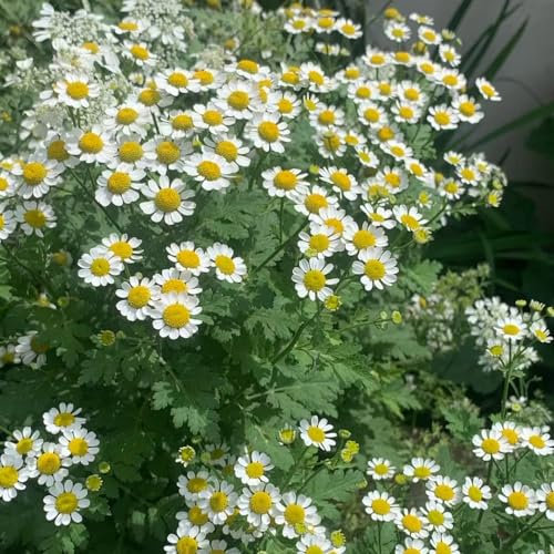 800 pcs kamille samen mehrjährig winterhart bienenfreundliche blumensamen plants kräuter pflanzen frühlingsblumen steingartenpflanzen winterhart wildblumenwiese saatgut mehrjährig