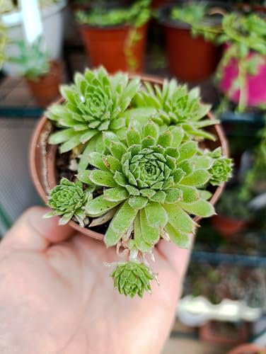 Sempervivum tectorum maggiore pianta grassa succulenta crassula