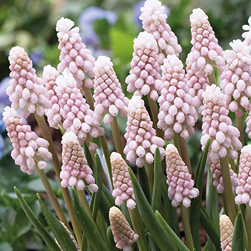 Muscari Bulbs Pink Sunrise Grape Hyacinth Pretty Pink Upright Flowers Perfect for Beds, Borders, Rockeries and Containers Easy to Grow 5 x Muscari Bulbs by Thompson and Morgan