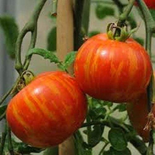 seedsown Echinocactus grusonii (Cactus Barrel) - 20 graines