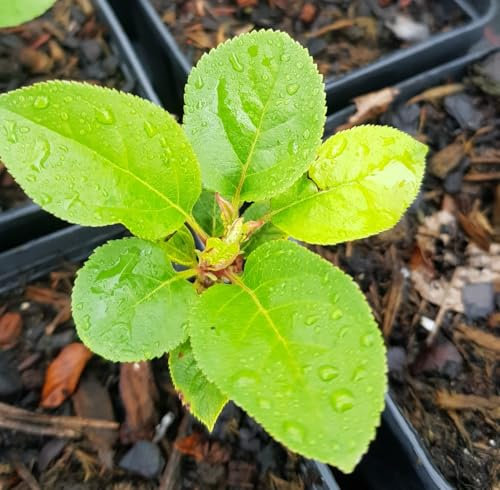 Malus domestica 'M9' (Marcotte) / Pommier/Fruitier