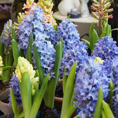 1bulbi di giacinti resistenti - perenne, vere rustiche per da giardino da balcone copertura del terreno, perenne