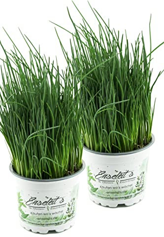 2x Schnittlauch Pflanze, Marktfrische Pflanze, Allium schoenoprasum im Doppelpack 2 Pflanzen