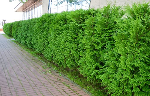 1st. Thuja Brabant 60-80cm ohne Topfballen gemessen frisch vom Feld Gartenhecke Heckenpflanzen Immergrüner Lebensbaum Jede Stückzahl möglich