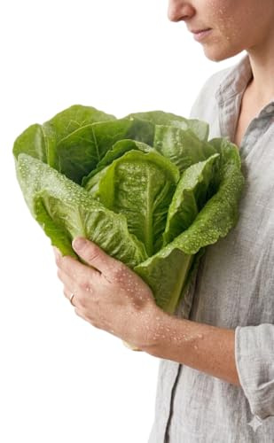 Semillas de Lechuga Romana DECOALIVE para Cultivo Escalonado en Huerto Urbano