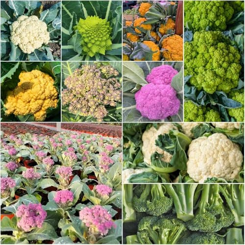 semillas de coliflor semillas exóticas orgánicas siembra 80pcs