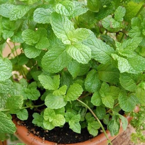 50 piezas de semillas de menta verde